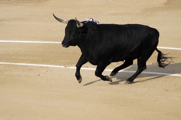 被殴打的西班牙公牛的照片 — 图库照片