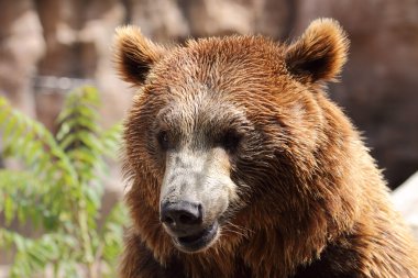 güzel bir ayı portresi