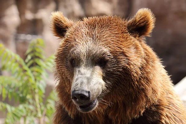 Portrait of a beautiful bear — Stock Photo, Image