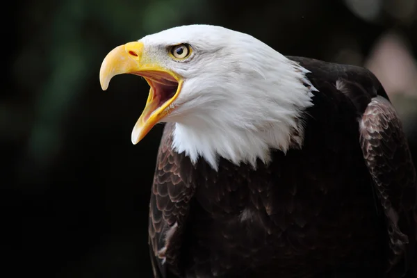 Foto de uma bela águia careca gritando — Fotografia de Stock