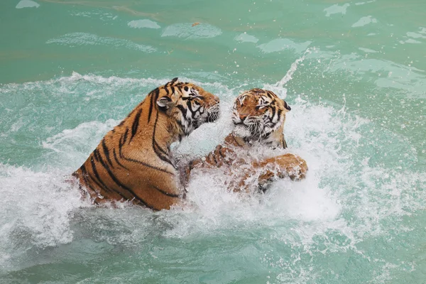 Foto de dos hermosos tigres luchando en el agua — Foto de Stock