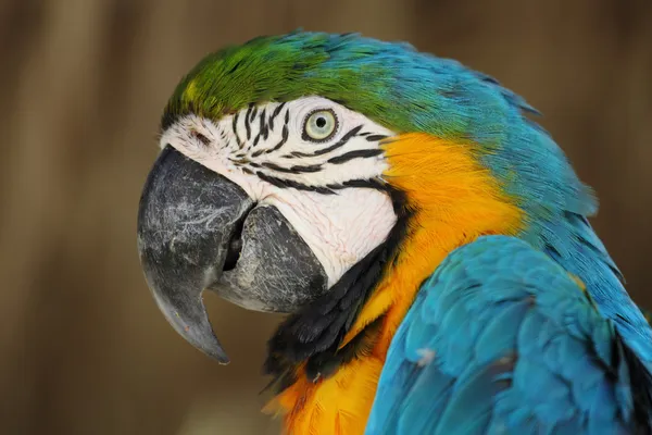 Portrét roztomilý a barevný papoušek — Stock fotografie