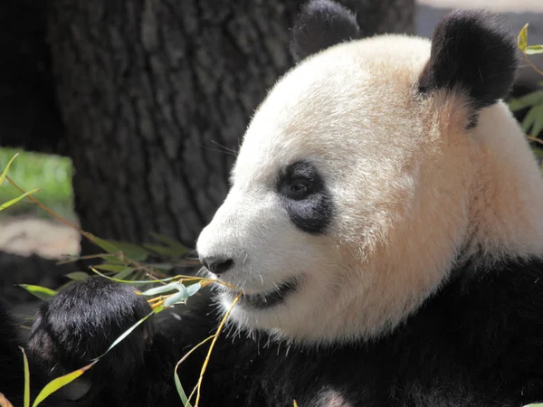 Imagen de un hermoso panda comiendo bambú —  Fotos de Stock