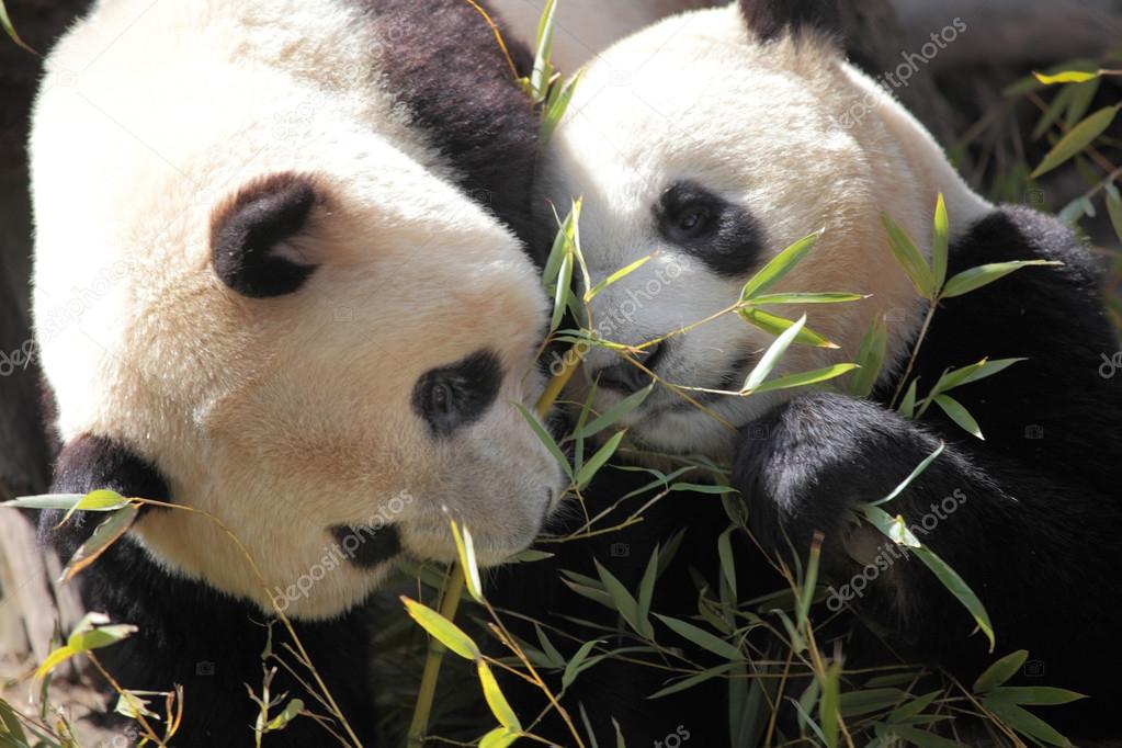 Picture of two beautiful pandas eating bamboo