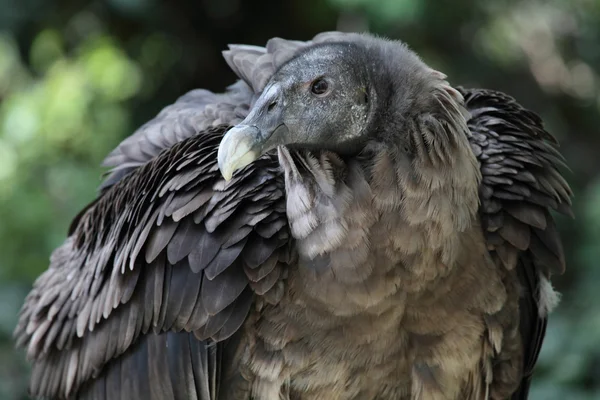 Foto de um abutre preto — Fotografia de Stock
