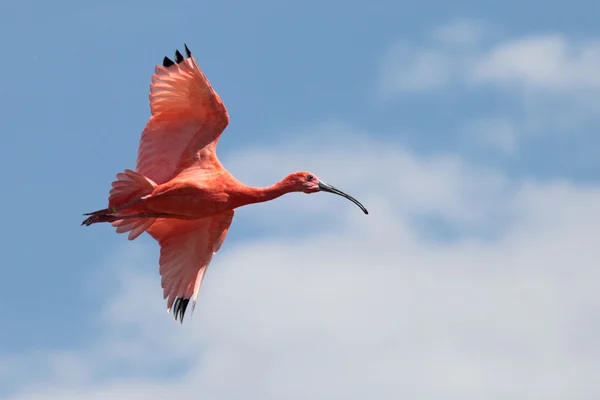 Escarlate Ibis — Fotografia de Stock