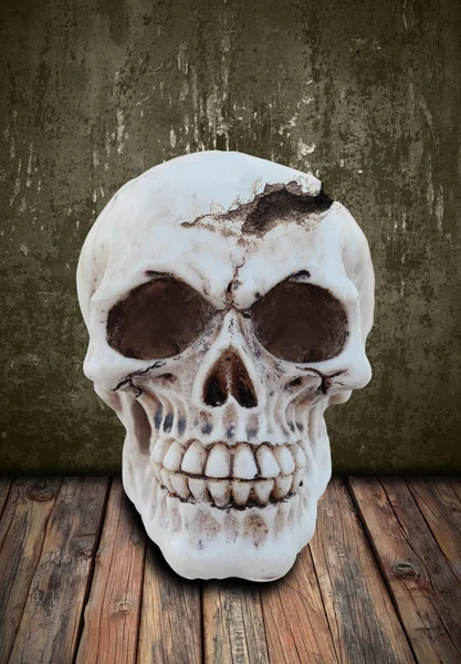 Human skull — Stock Photo, Image