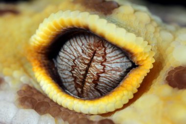 leopar gecko göz