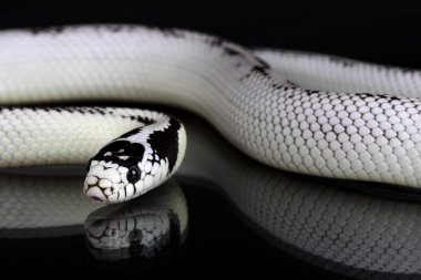 lampropeltis getulus californiae
