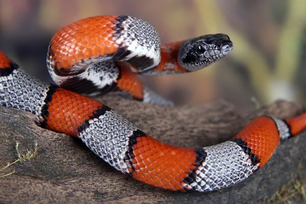 Serpente di corallo — Foto Stock