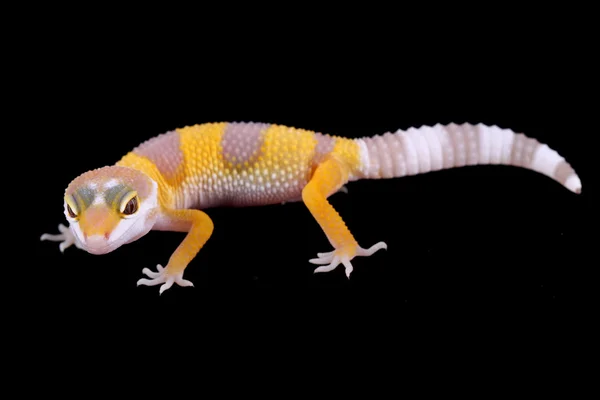 Leopard gecko eublepharis macularius — Stockfoto