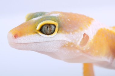 leopar gecko eublepharis macularius