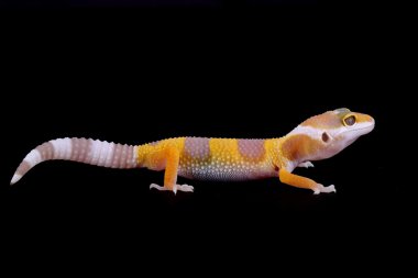 leopar gecko eublepharis macularius