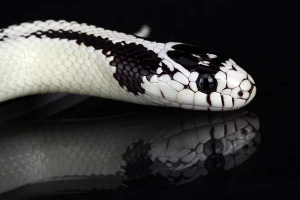 Lampropeltis getulus californiae — 스톡 사진