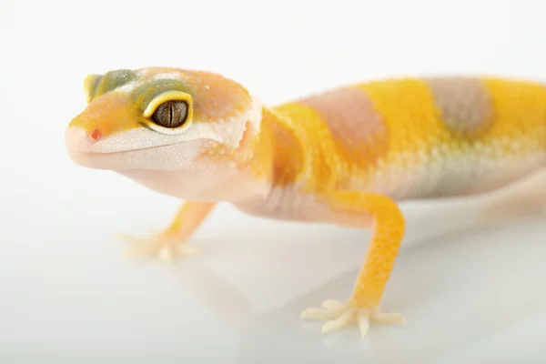 Lampart gecko eublepharis macularius — Zdjęcie stockowe