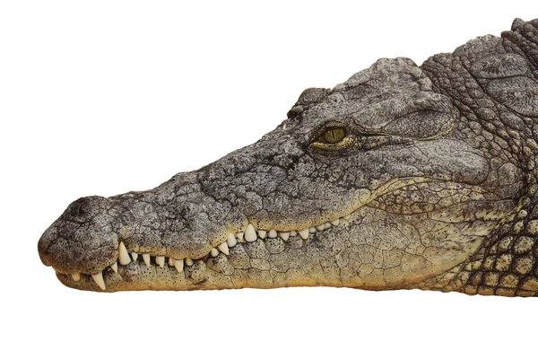 Photograph of the head of a nile crocodile — Stock Photo, Image