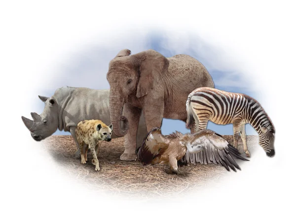 Africká zvířata — Stock fotografie