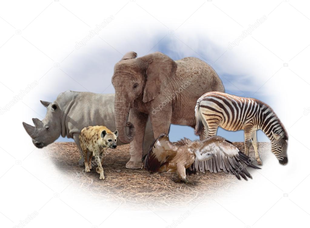 african animals