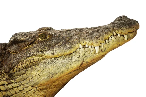 Imagen de la cabeza de un peligroso cocodrilo — Foto de Stock