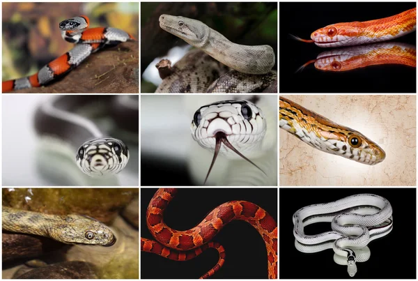 Snake collage — Stock Photo, Image