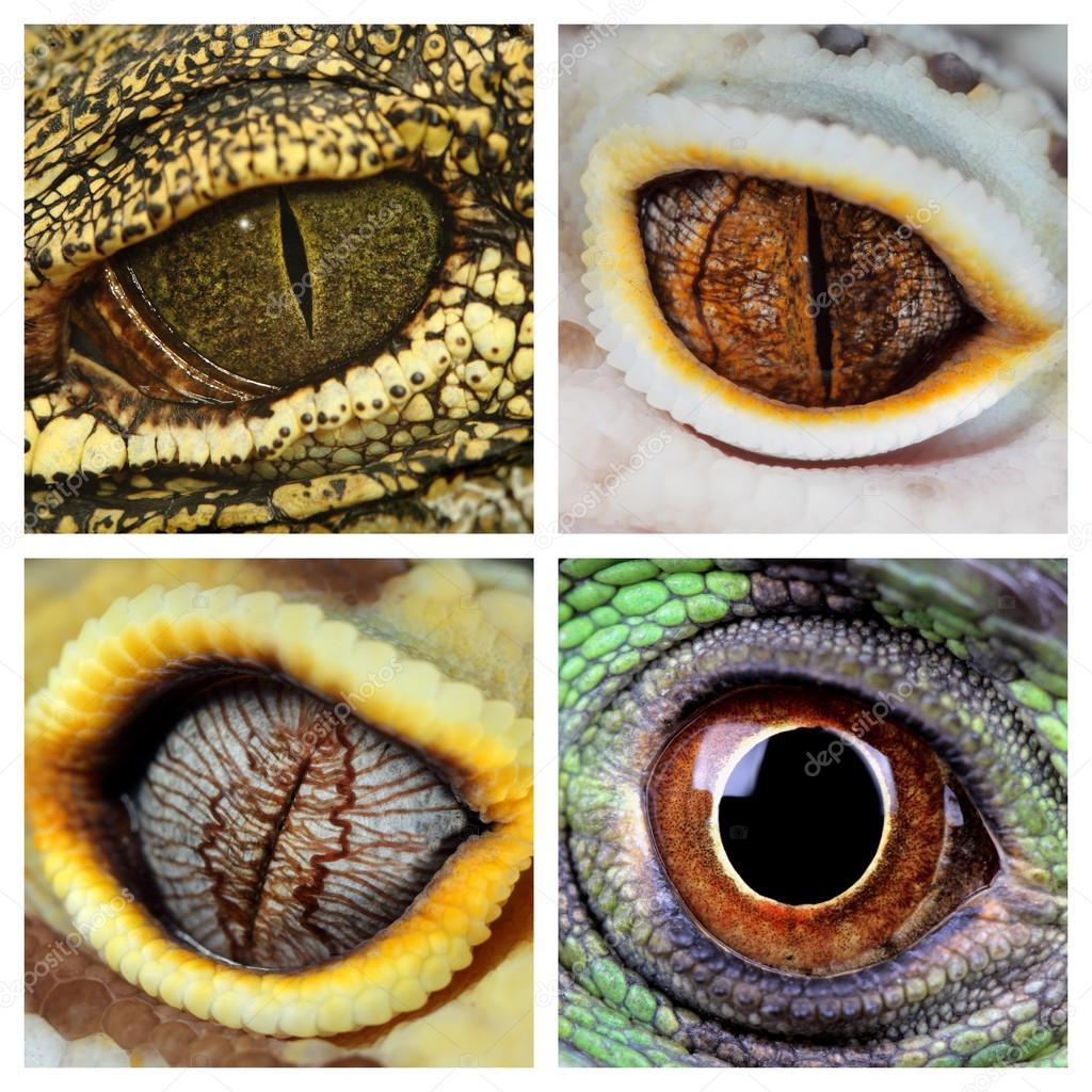 reptiles eyes