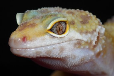 leopar gecko eublepharis macularius
