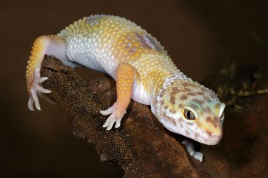 Eublepharis macularius