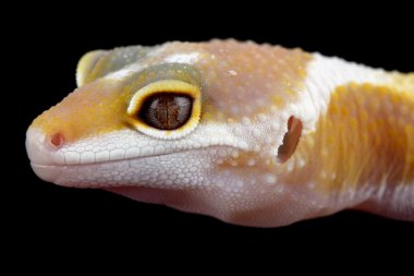 eublepharis macularius, leopar gecko