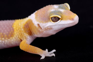 leopar gecko eublepharis macularius