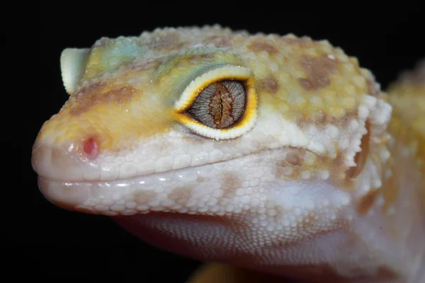 Leopard gecko eublepharis macularius — Stock Photo, Image