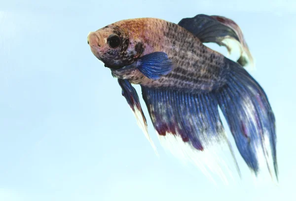 Imagem de um belo peixe, uma betta splendens — Fotografia de Stock