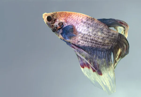 Foto van een mooie vissen, een betta splendens — Stockfoto