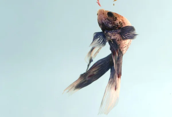 Foto van een mooie vissen, een betta splendens — Stockfoto