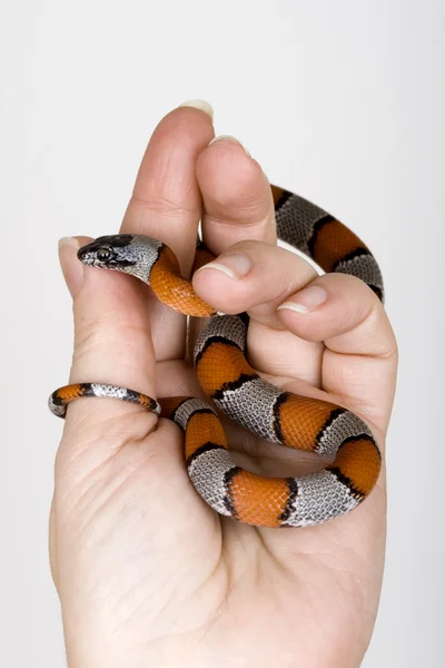 Змея на руке — стоковое фото