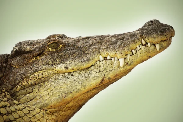 Imagen de la cabeza de un peligroso cocodrilo — Foto de Stock