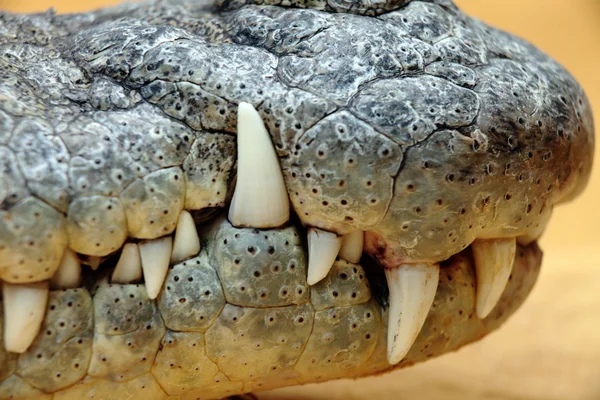 Крокодиловые зубы — стоковое фото