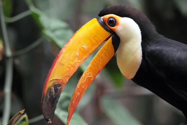 Toucan — Stock fotografie