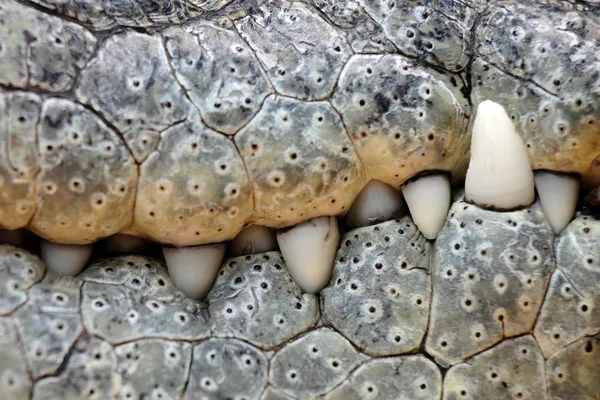 악어 이빨 — 스톡 사진