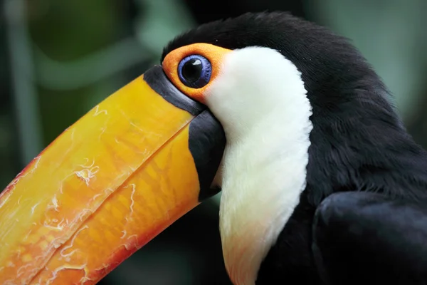 Toucan — Stock Photo, Image