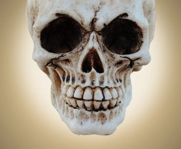 Cráneo y textura — Foto de Stock