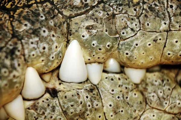 Crocodile teeth and mouth — Stock Photo, Image