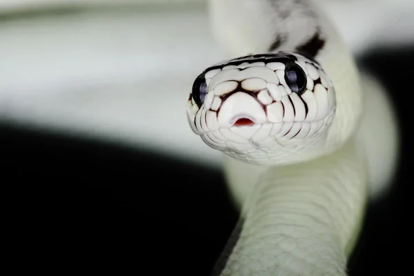 White snake — Stock Photo, Image