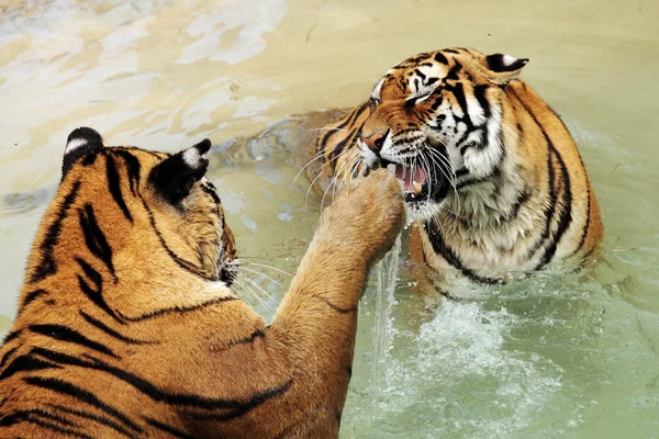 Tigres lutando — Fotografia de Stock