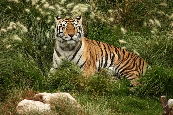 Odpočívající tygr — Stock fotografie