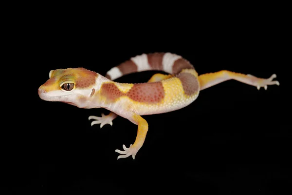 Leopard gecko — Stock Photo, Image