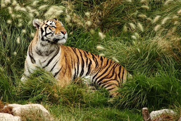 Tiger vilar — Stockfoto