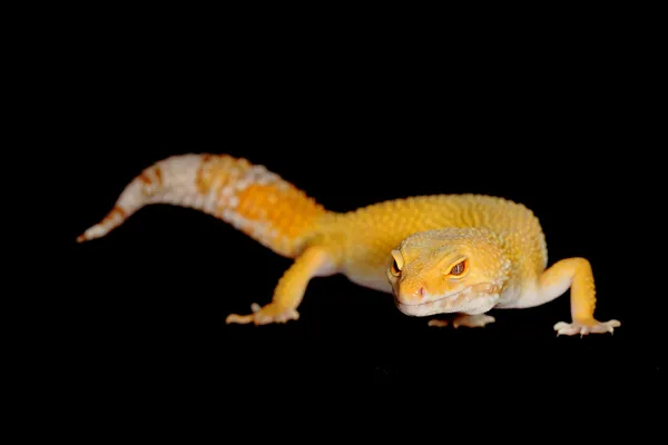 Leopard gecko — Stock Photo, Image