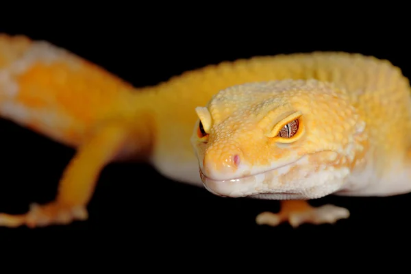 Leopard gecko — Stock Photo, Image