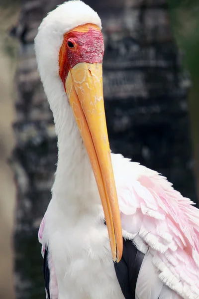 African stork — Stock Photo, Image