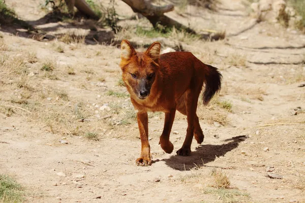 Dingo — Zdjęcie stockowe